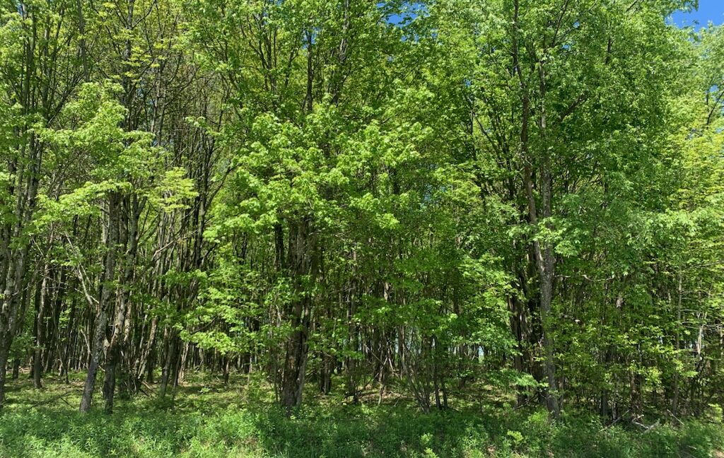 woods