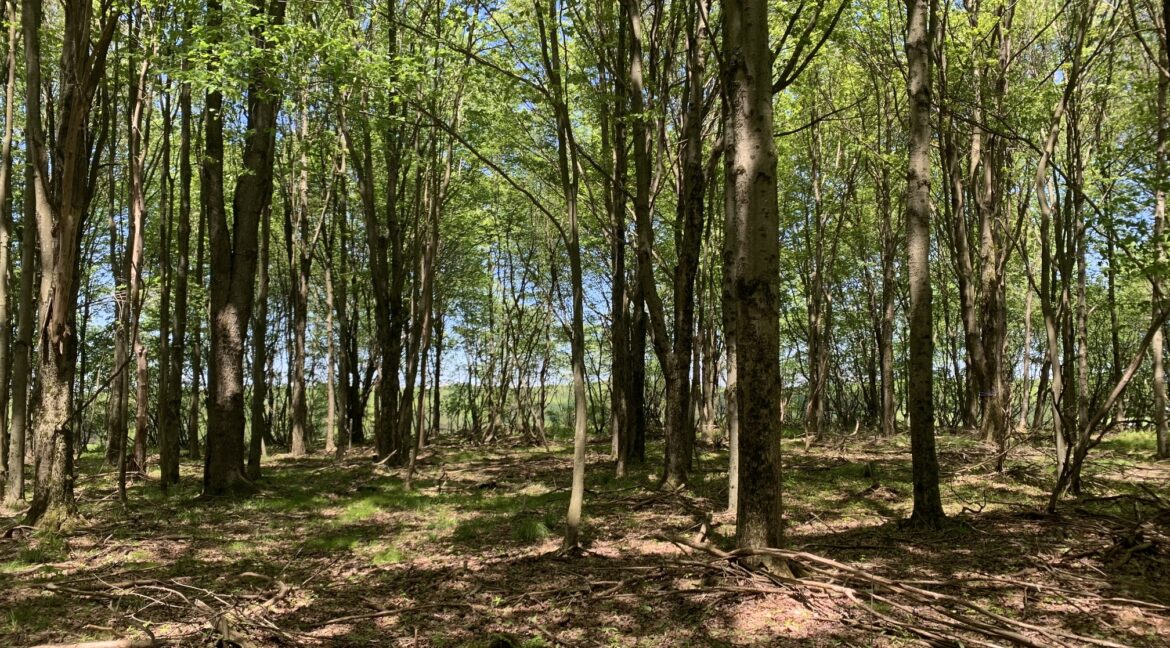 woods2